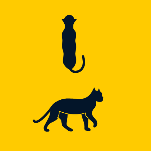 ideal cat