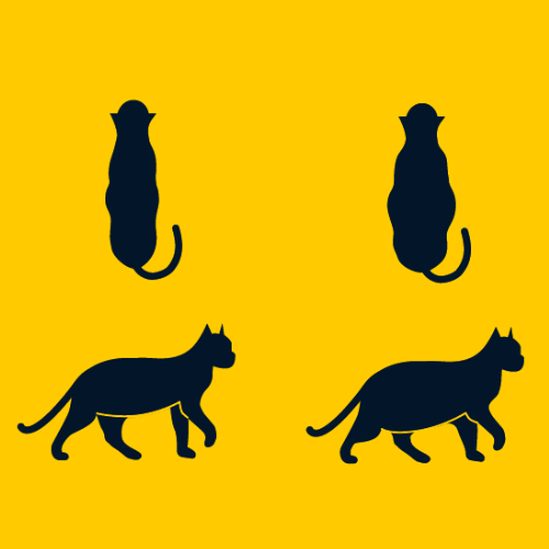 overweight cat